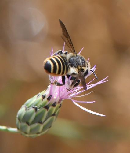 Réf. 237 353 : Megachile melanopyga